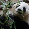 Panda Bingo: A Playful Experience in the UK