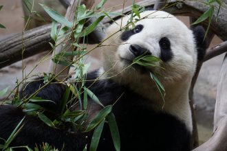 Panda Bingo: A Playful Experience in the UK