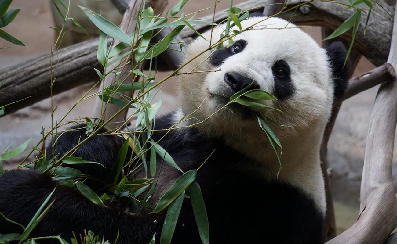 Panda Bingo: A Playful Experience in the UK